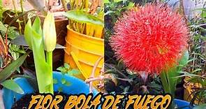 LIRIO BOLA DE FUEGO--Flor, reproducción y más// agenda vende