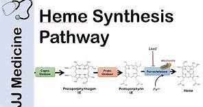 Heme Synthesis Pathway