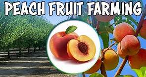 Peach Fruit Farming: Planting, Care and Harvesting | How to Grow Peaches From Seed at Home