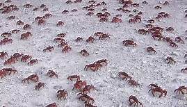 Des millions de crabes (en pleine migration)