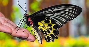Mariposa ALAS de PAJARÓ🐦🦋(mariposa mas grande del Mundo 😱)
