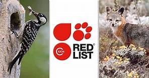 ¿Qué es la Lista Roja de la UICN y cuáles son los Estados de conservación?