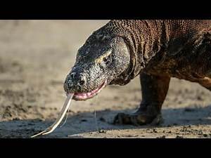 KOMODO DRAGON ON KOMODO ISLAND INDONESIA