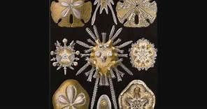 Ernst August Haeckel Art Forms in Nature