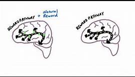 How an Addicted Brain Works