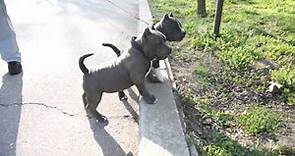 Adorable American Bully puppies