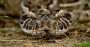 Así muda la piel la víbora bufadora, la serpiente con el ataque más rápido | National Geographic