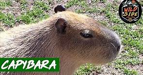 The Incredible Facts About Capybaras!