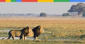[Nat Geo Wild] The Okavango Delta - Lions King Of River - Nature Documentary Animals