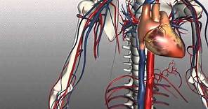 Veins of the body - PART 1 - Anatomy Tutorial