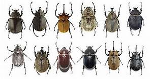 Species of Elephant Beetles | Family: Scarabaeidae, Genus: Megasoma