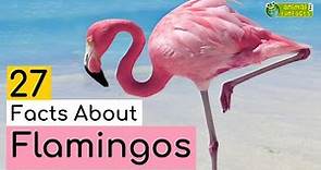 27 Facts About Flamingos - Learn All About Flamingos - Animals for Kids - Educational Video