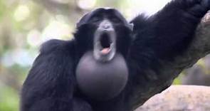 yelling monkey