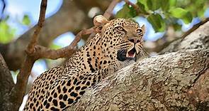 ▷ Leopardo » Características, Alimentación, Hábitat, Reproducción, Depredadores
