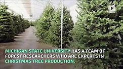 The Science Behind Growing a Perfect Christmas Tree
