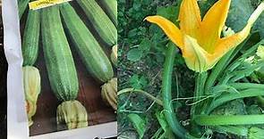 Come Piantare le Zucchine in Vaso sul Terrazzo - Metodo Facile e veloce