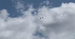 Video shows tangled skydivers before crash-landing in Florida yard