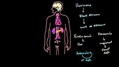 Intro to the endocrine system