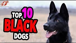 🐕 Black Dogs - TOP 10 Black Dog Breeds In The World!