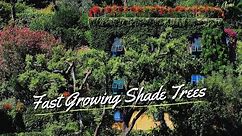 10 Best Fast Growing Shade Trees For Yard 🏠🌲🌳