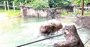 Seneca Park Zoo - Have you ever seen an elephant swim?!...