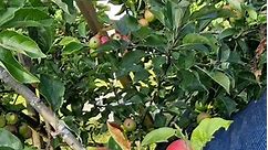 My apple tree in the garden... - Pinay mom in Denmark