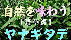 【野草】自然を味わう【ヤナギタデで蓼酢を作ろう】