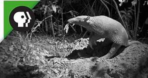 Scientists Capture Rare Footage of Giant Armadillo