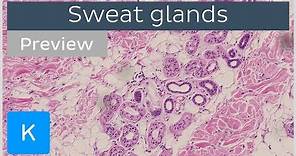 Sweat Glands (preview) - Histology & Function - Human Anatomy | Kenhub