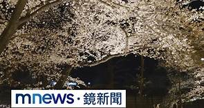 櫻花季花期預測「提早滿開」 日本賞櫻團仍貴2成｜#鏡新聞