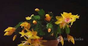 How to Grow and Care for a Christmas Cactus - Beginner's Guide