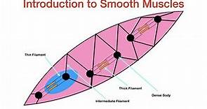 Introduction to Smooth Muscles