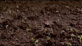 Dirt! The Movie Trailer
