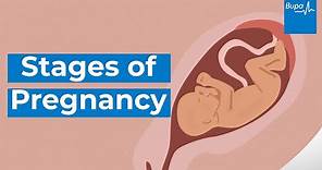 Stages of pregnancy – how your baby develops