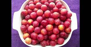 The Wild Plums of America