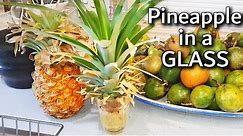 How to Grow a Pineapple Plant in a Glass of water