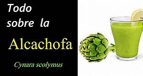 Alcachofa ( Cynara Scolymus ) usos terapéuticos, dosificación, fitoquímica