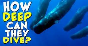 How DEEP Can a Whale Dive?