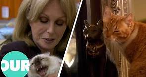 Joanna Lumley & Egypts Countless Cairo Cats | Our World