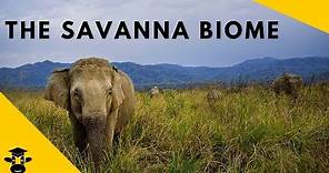 Savanna Grassland- Biomes of the world