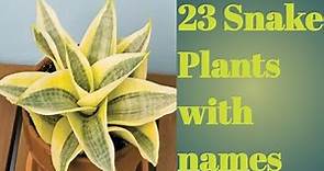 Snake Plant Varieties with Names | 23 Varieties of snake plant with names