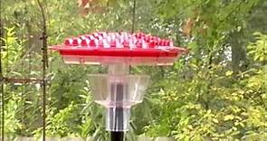 New Hummingbird feeder by Love My Birds.com