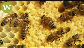 Die Honigbiene - Das wichtigste Tier für Mensch und Natur (Tierdokumentation in HD)