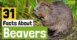 31 Facts About Beavers - Learn All About Beavers - Animals for Kids - Educational Video