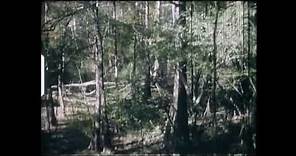 THE HARLAN FORD FOOTAGE (Honey Island Swamp Monster)