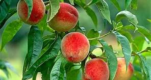 How to Grow Peaches Organically - Complete Growing Guide