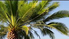 How to Identify Palm Trees: Recognizing Characteristics & Common Species