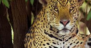 Watch Brazil Untamed Season 1 Episode 4: Jaguar Den - Full show on Paramount Plus