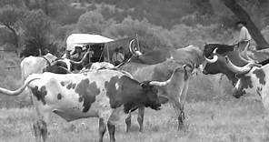 Chisholm Trail Cattle Drives