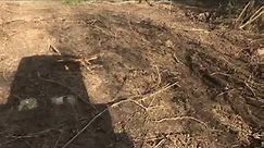 DIY Clearing Land with Home Depot $400 Skid Steer Rental - PART 1